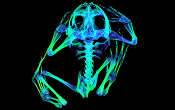 A computed tomography scan of the skeletal structure of a Syrian spadefoot toad
